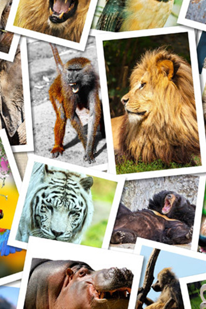 Живой журнал