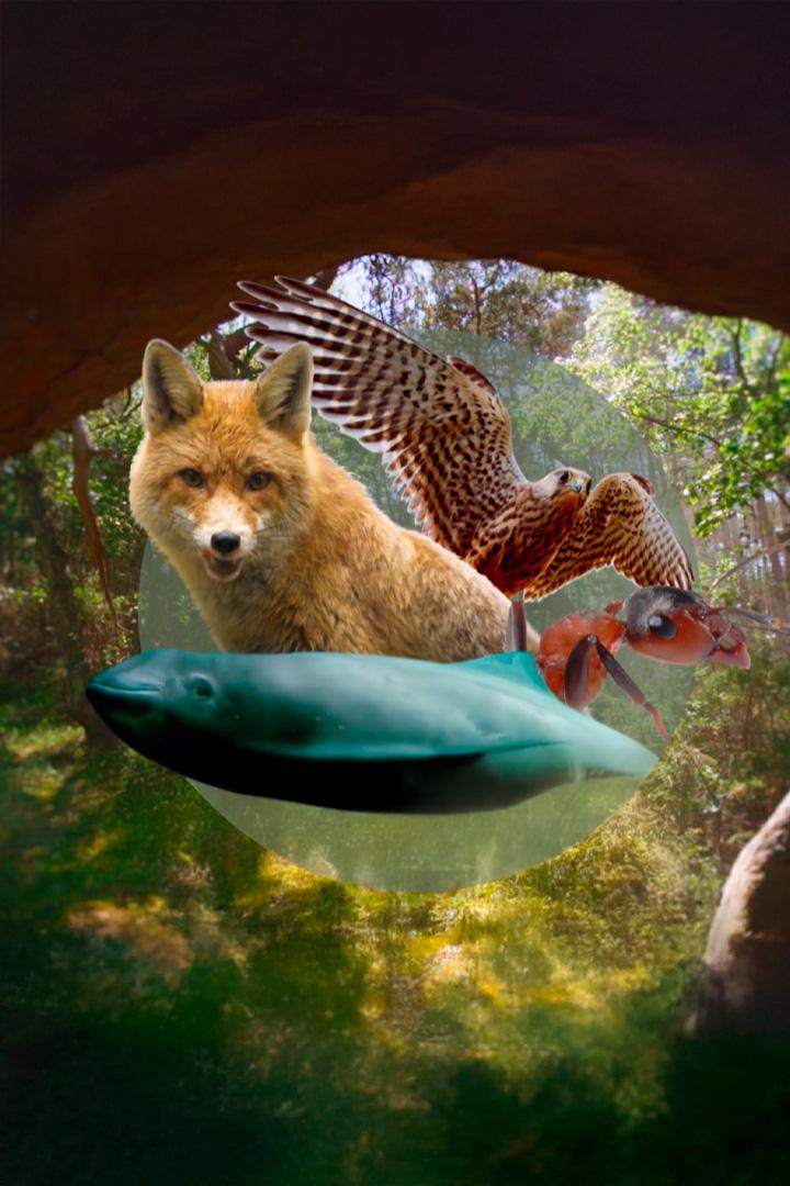 Дикие, но забавные животные