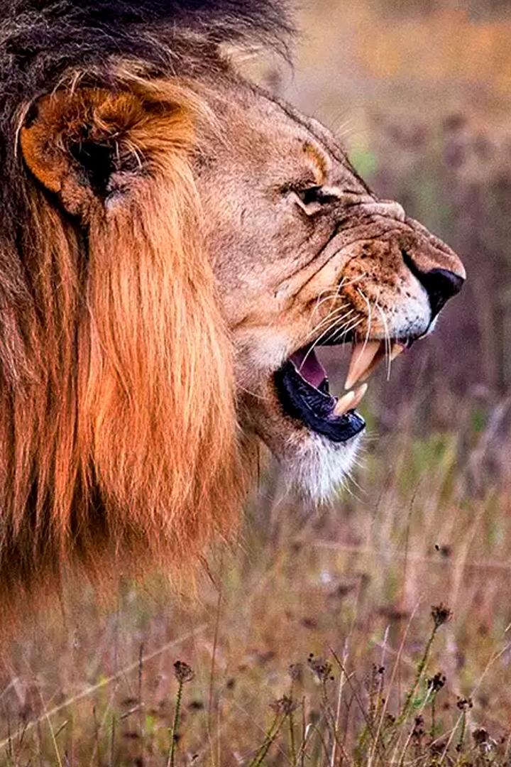 Острые клыки Саванны