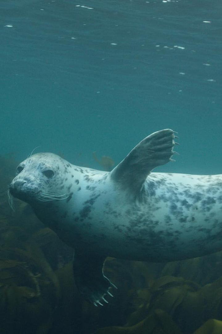 Серые тюлени. Путь к выживанию