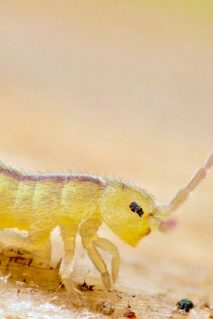 Ногохвостки: Тайные солдаты земли