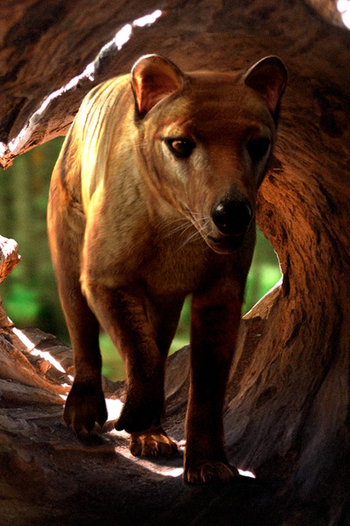 Возрождение тасманийских тигров