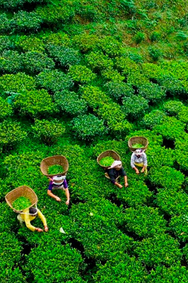 Искусство выращивать дорогие чаи