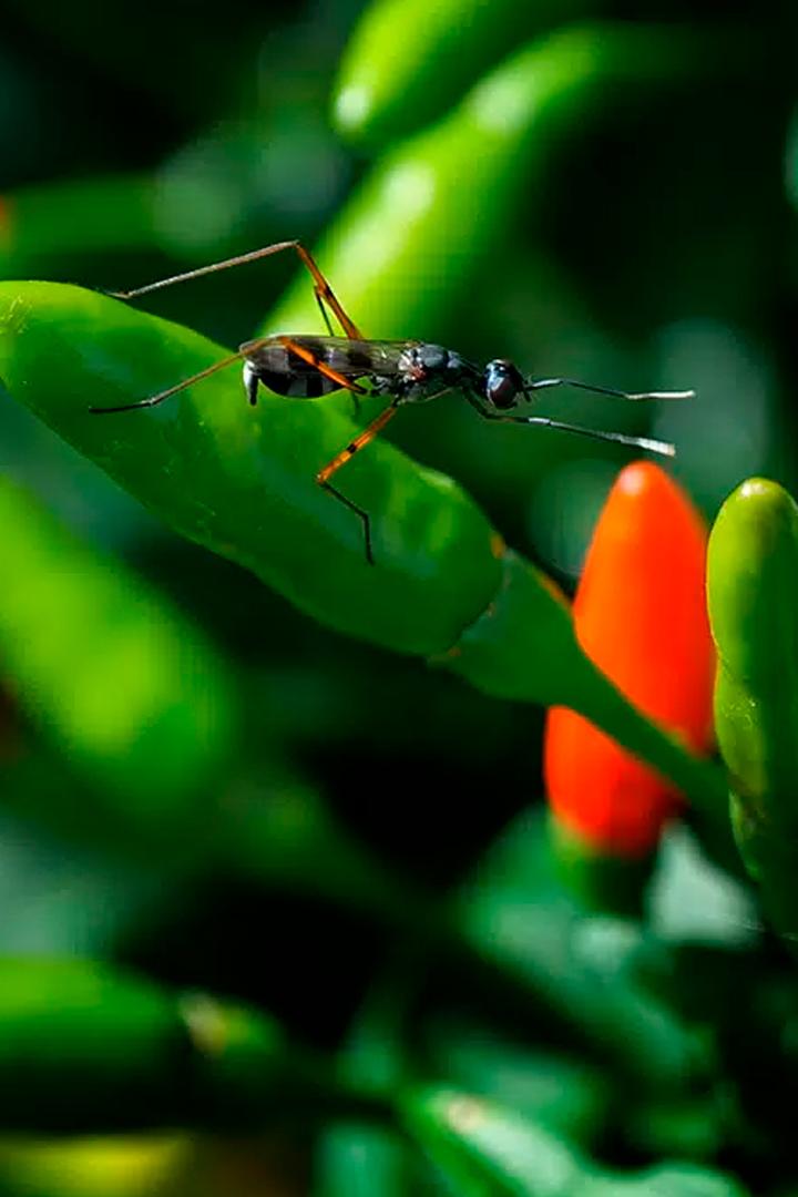 Искусство выращивать чили