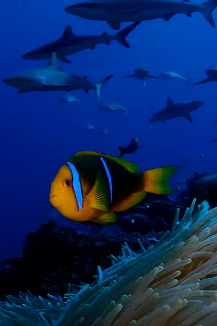 Дикий Туамоту