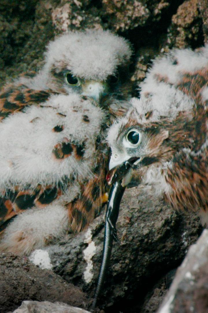 Дикие острова Лансароте