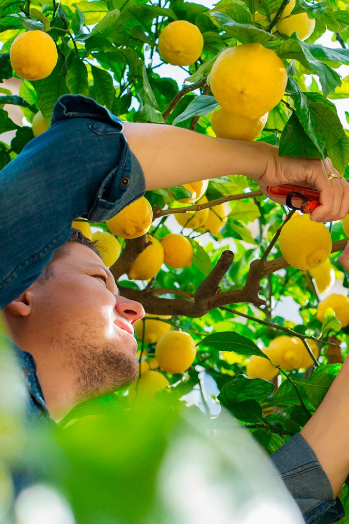 Искусство выращивать лимоны