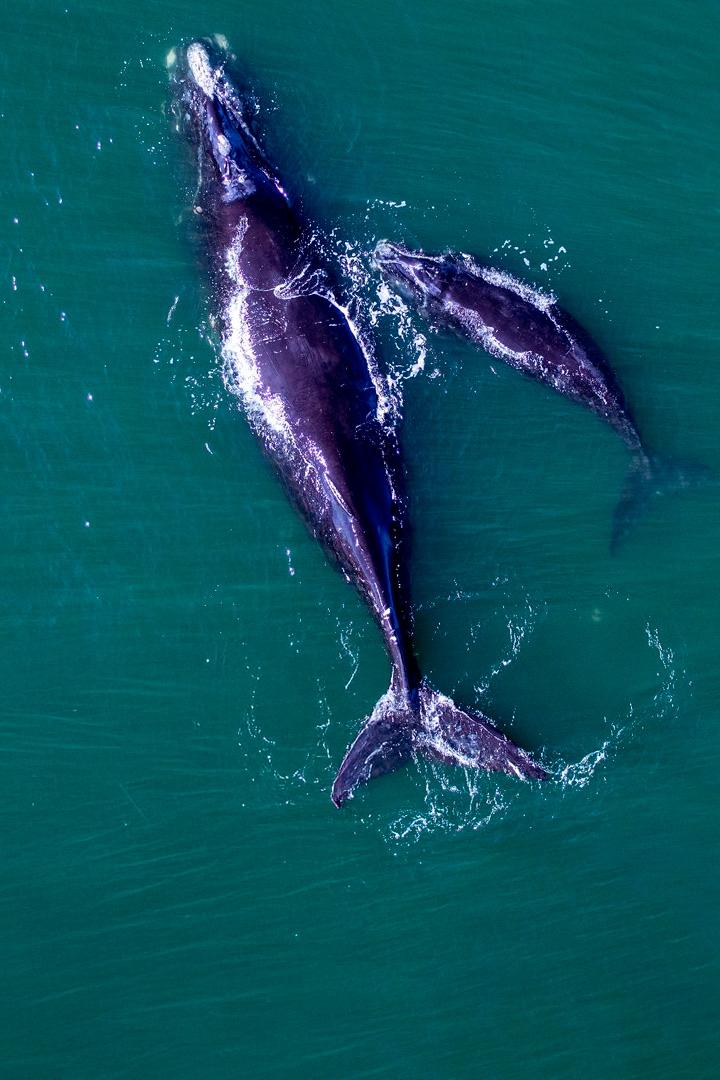 Спасение южного кита