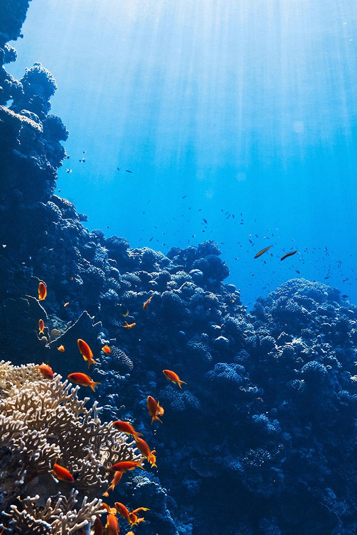 Один день на рифе: Сипадан