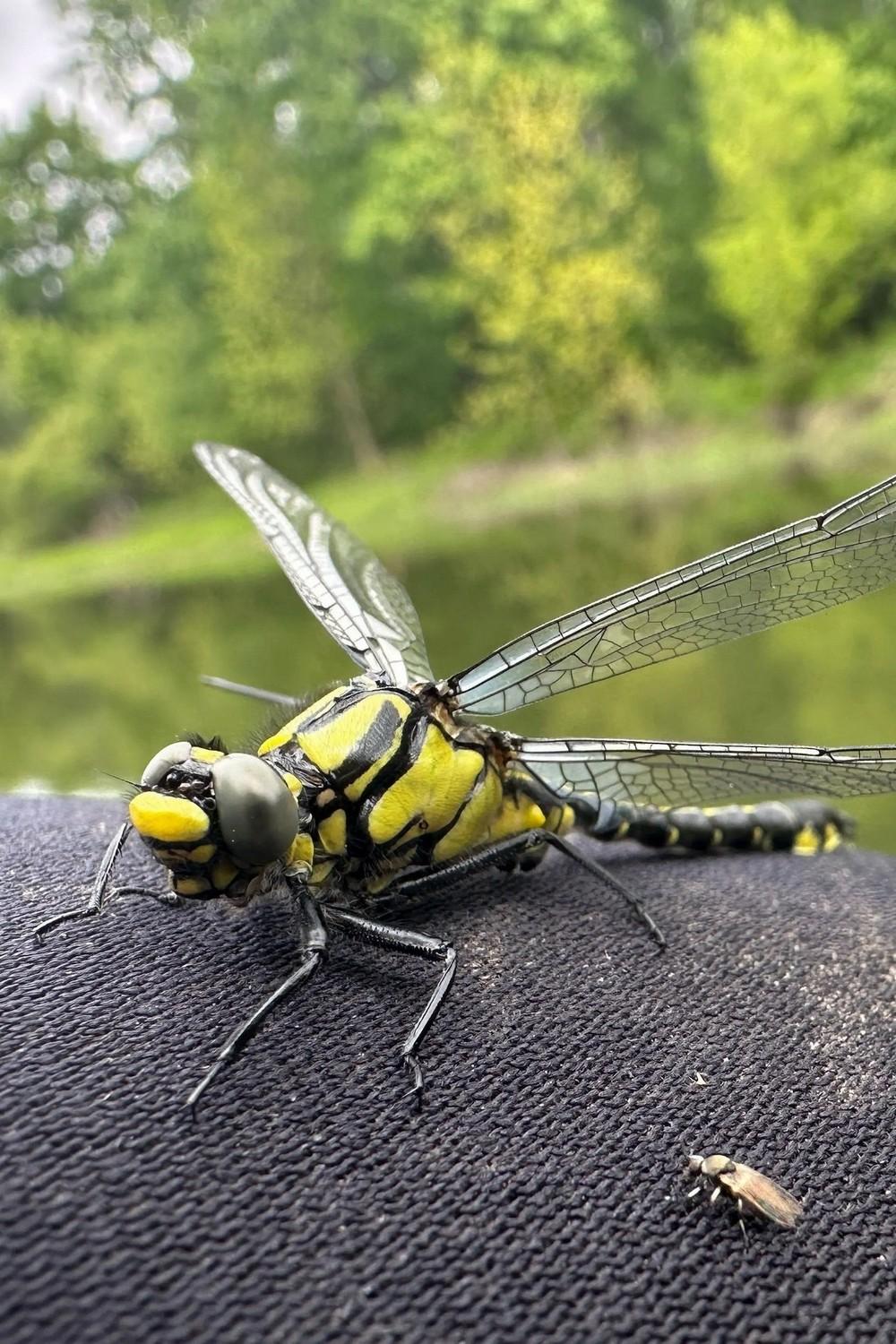 Неожиданные поимки в ручье