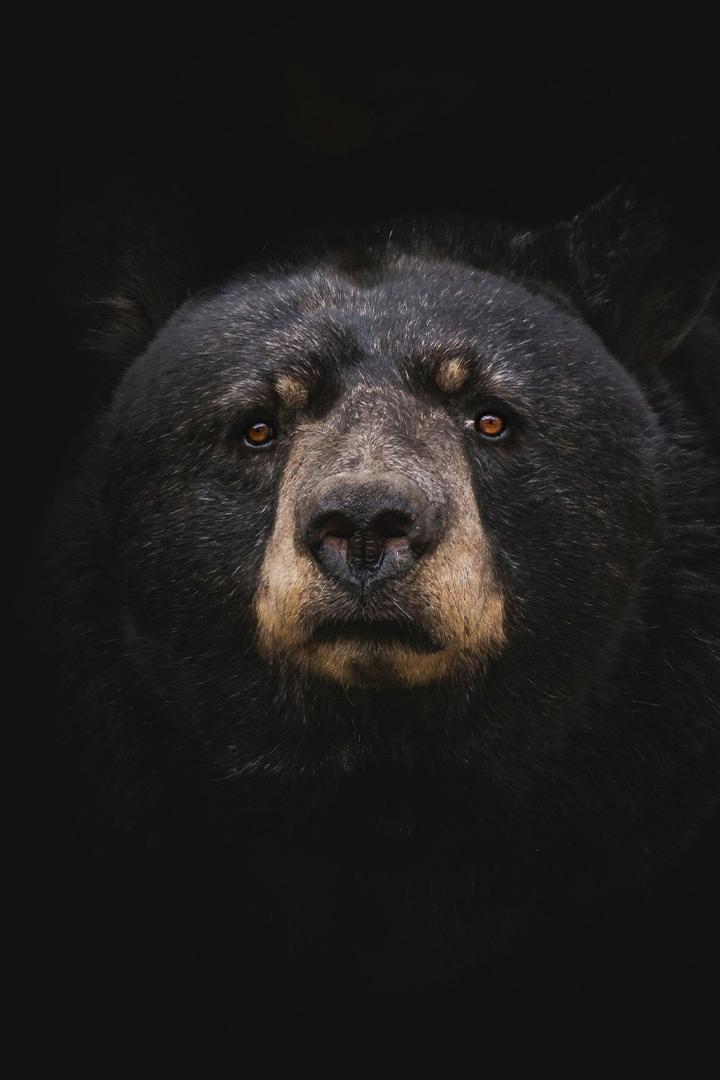 Загадочное стопоходящее животное