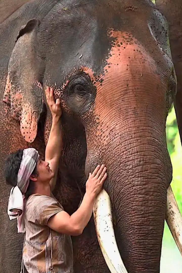 Отслеживание животных из космоса