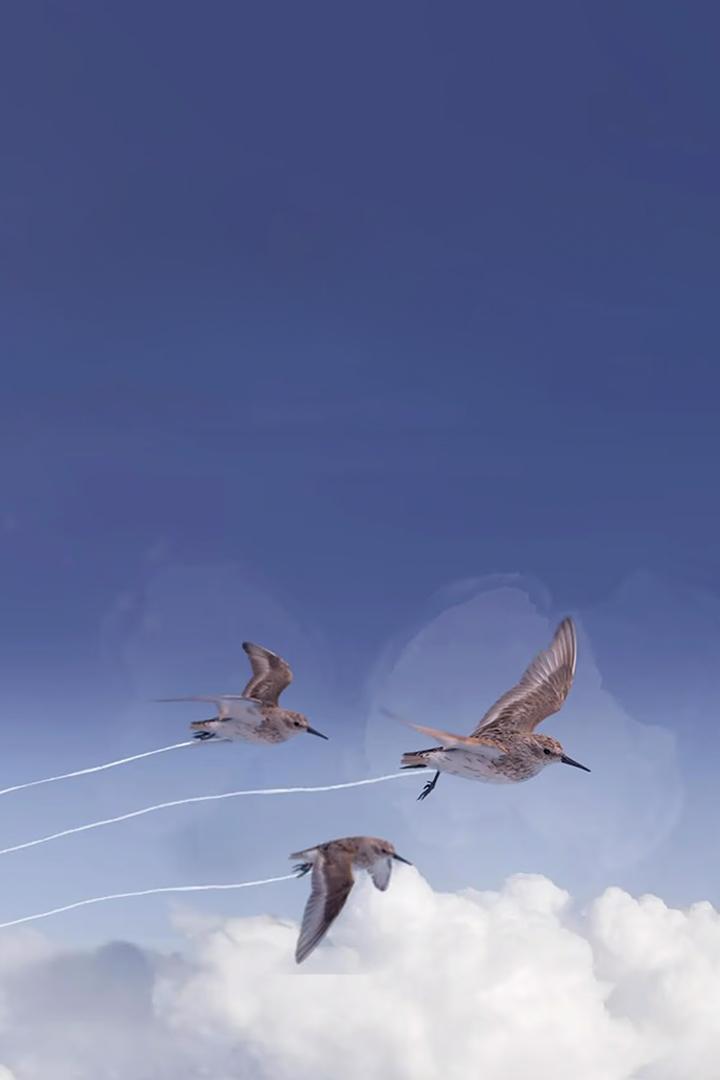 Миграция куликов - загадка природы