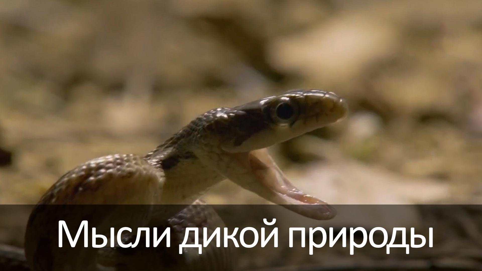 Мысли дикой природы