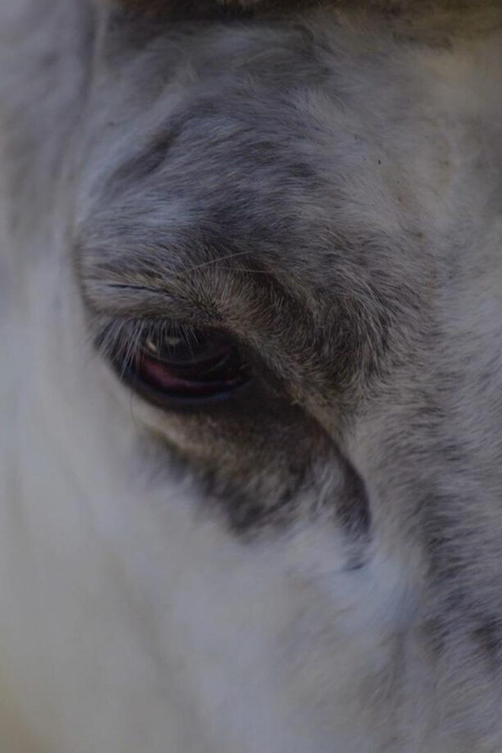 Евдокимыч, или как лечить оленя