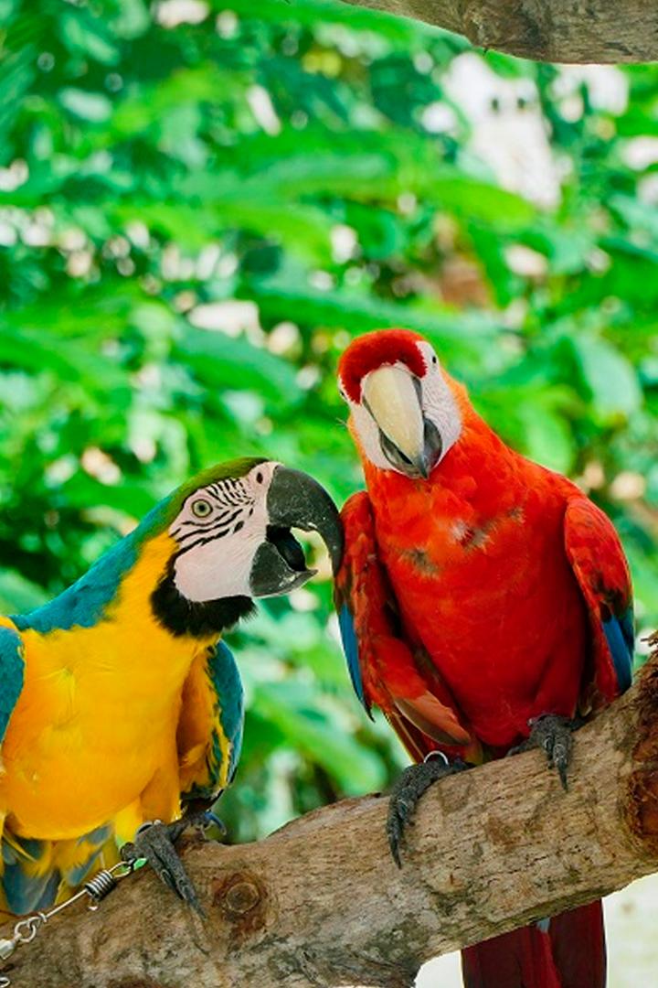 Куба: остров жизни