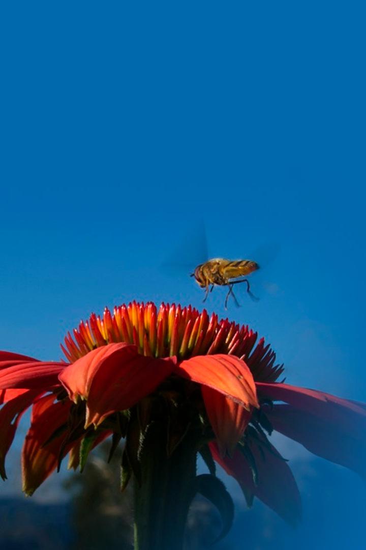 Конец мира насекомых