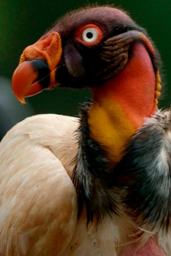 Птицы: хозяева стихий