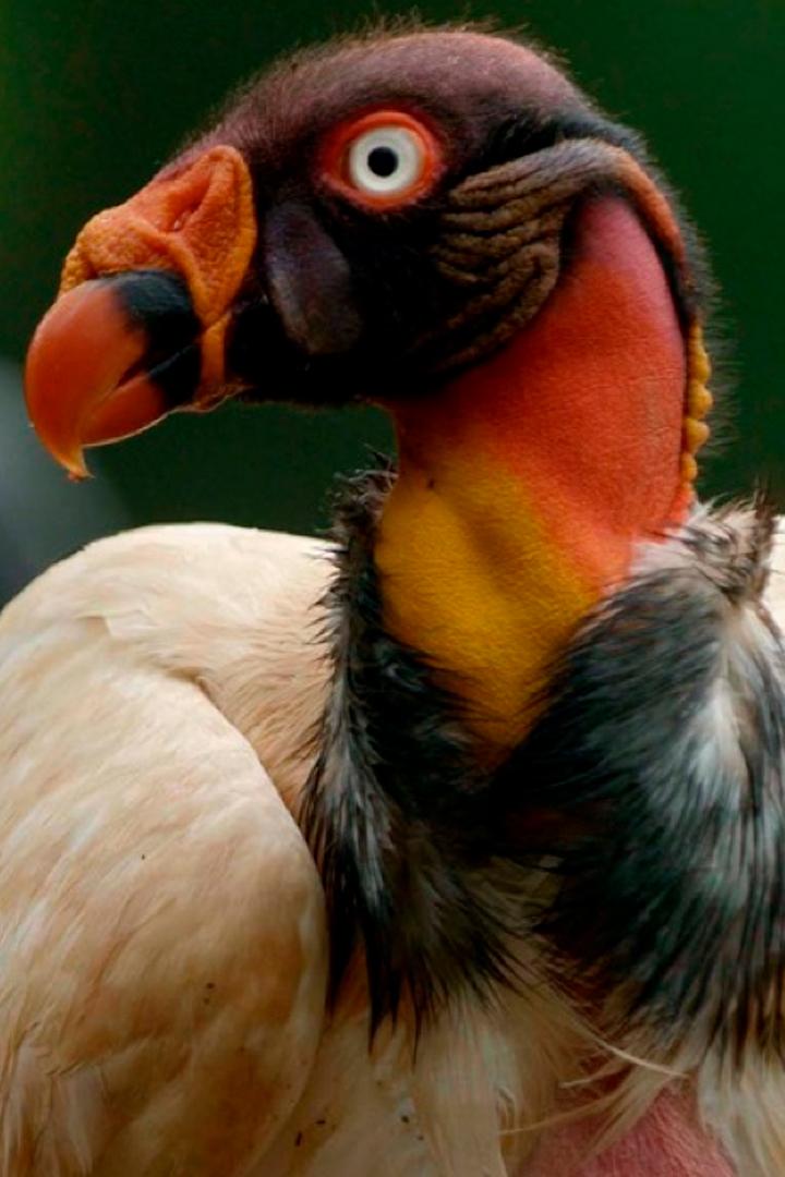 Птицы. Покорители стихий