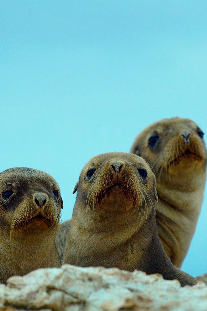 Спасение морских львов