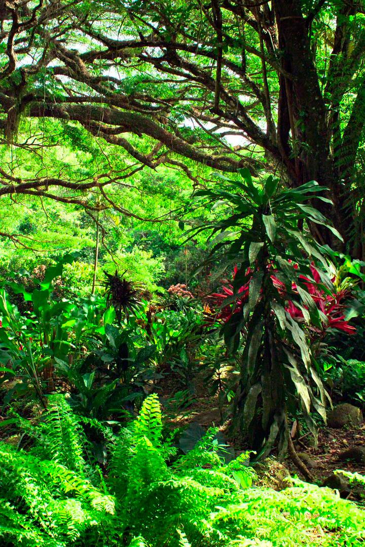 Катастрофа на Мартинике