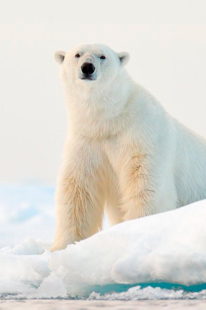 В погоне за белым медведем