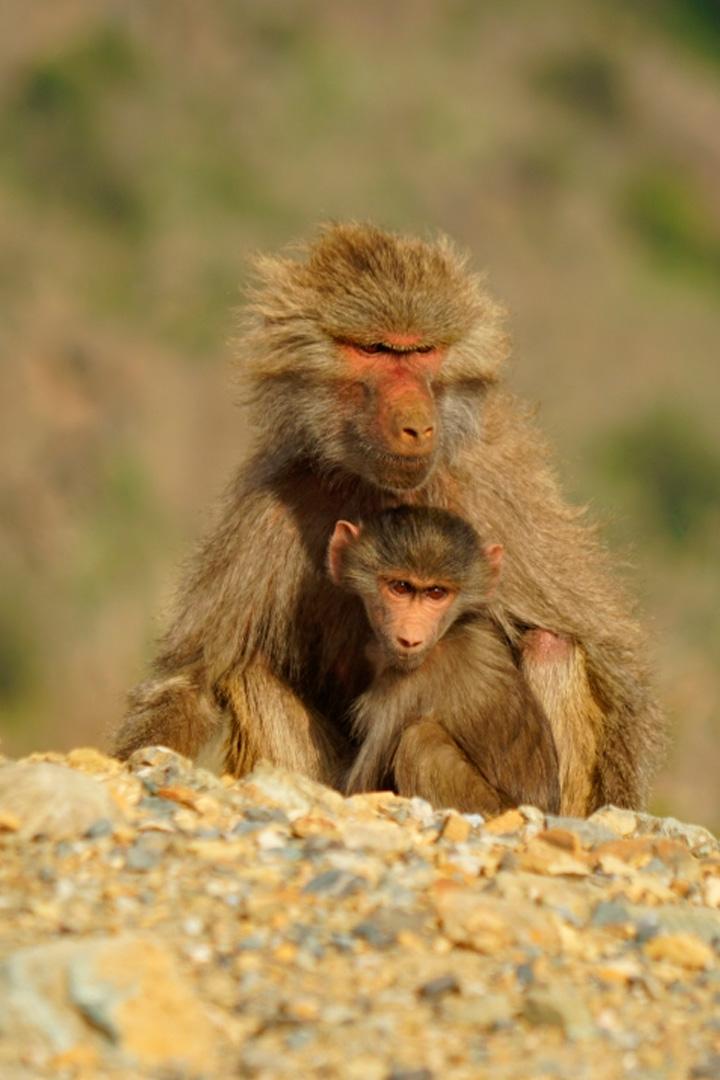Аравийские бабуины