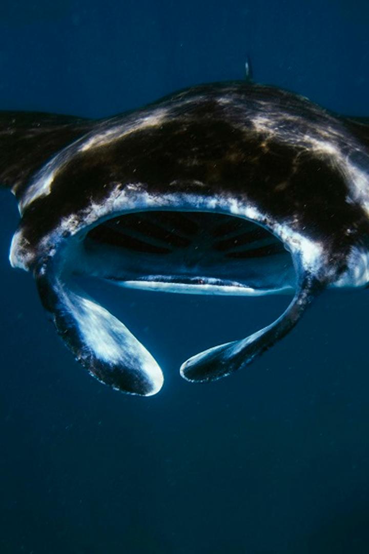 Маре Нострум