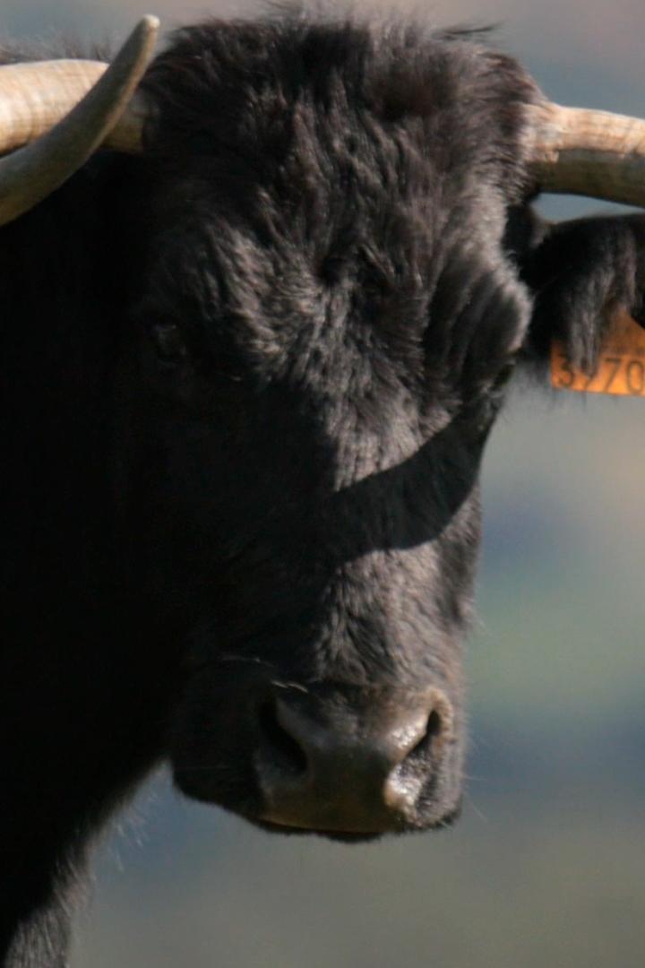 Торо: боевой бык