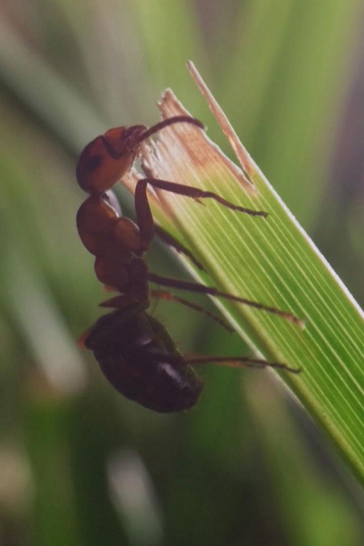 В королевстве краснощёких муравьёв