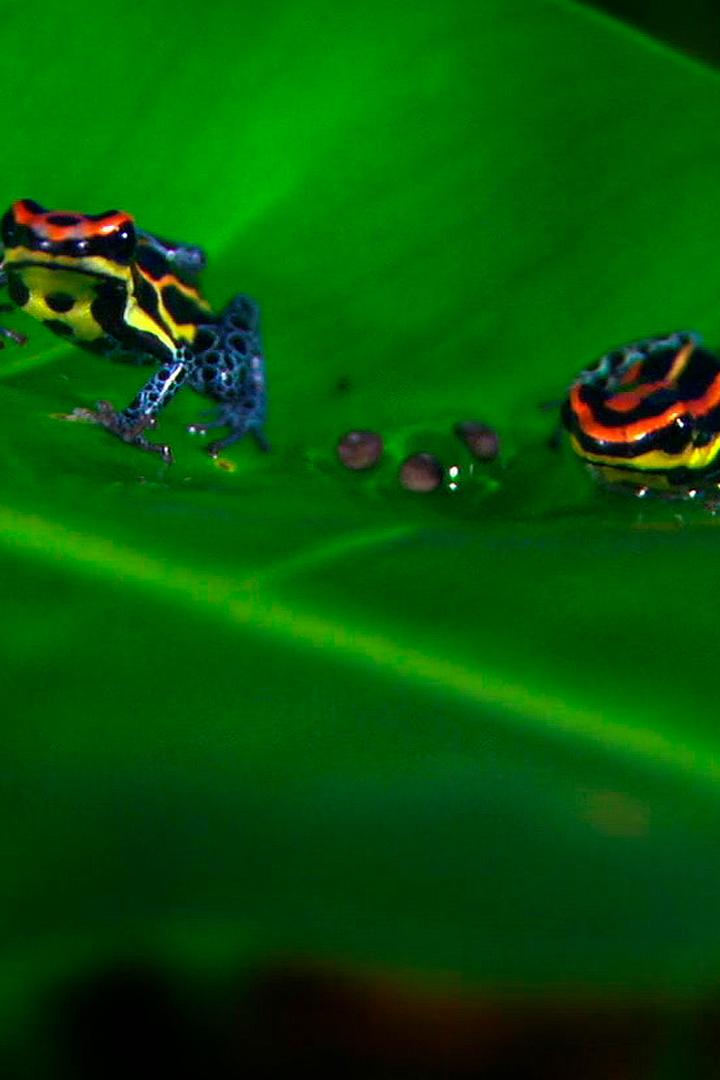 Хранители джунглей