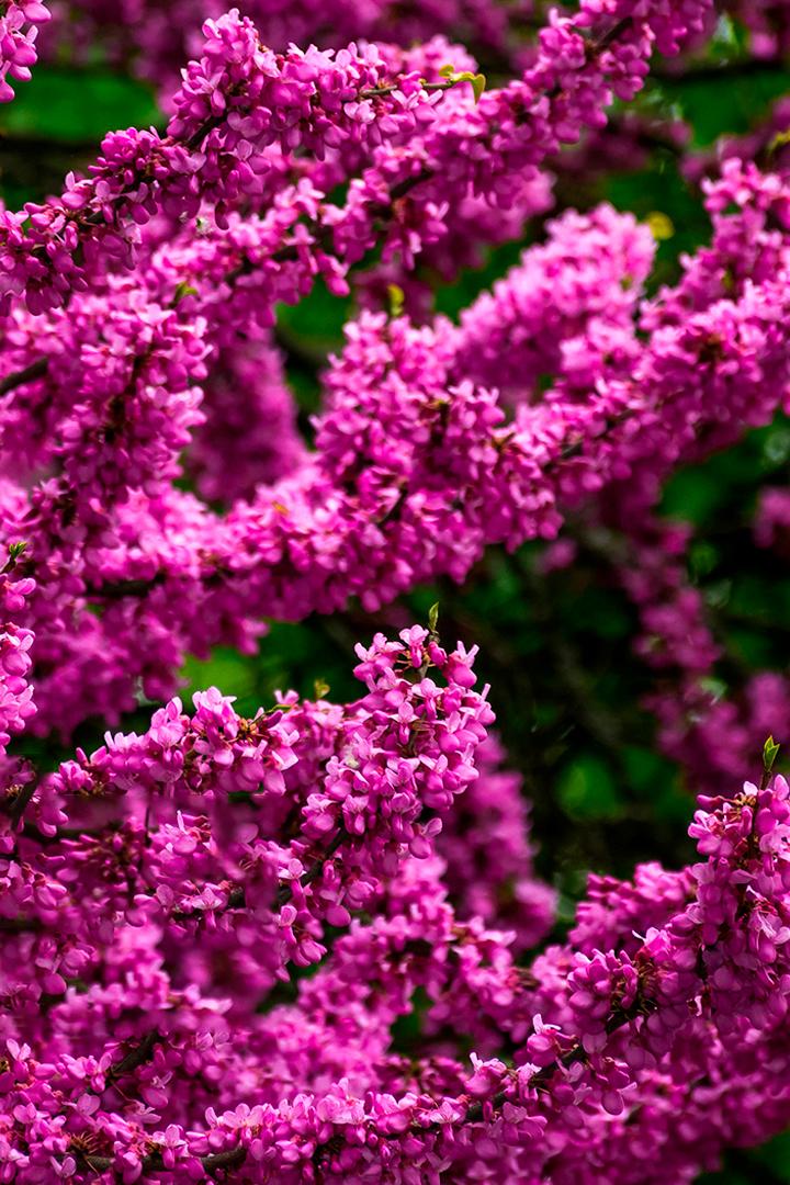 Иудино дерево: краски Стамбула