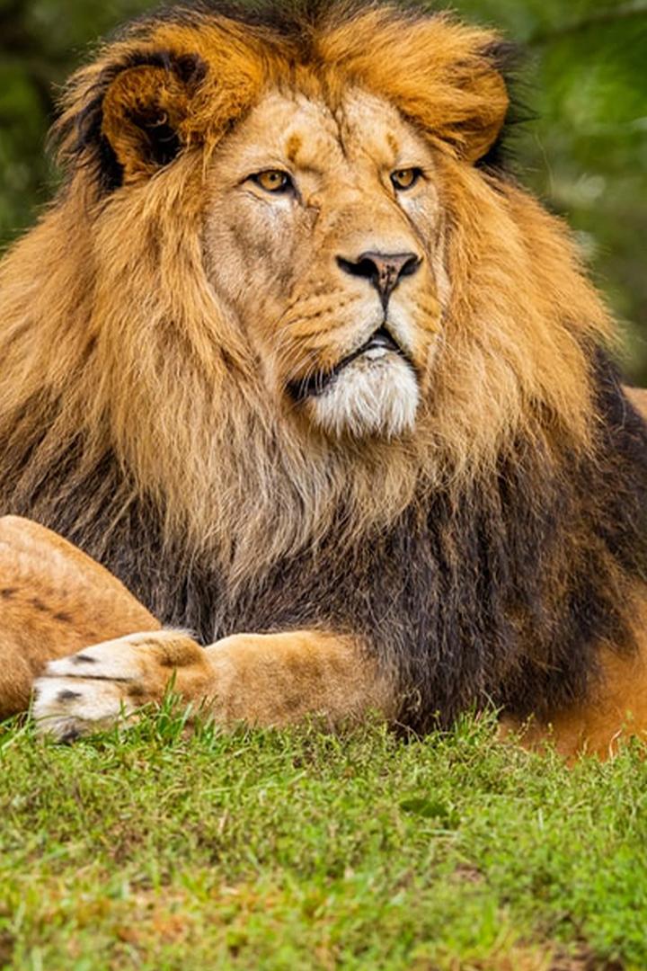 Власть львов