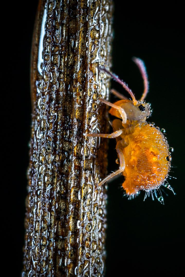 Тайные солдаты Земли