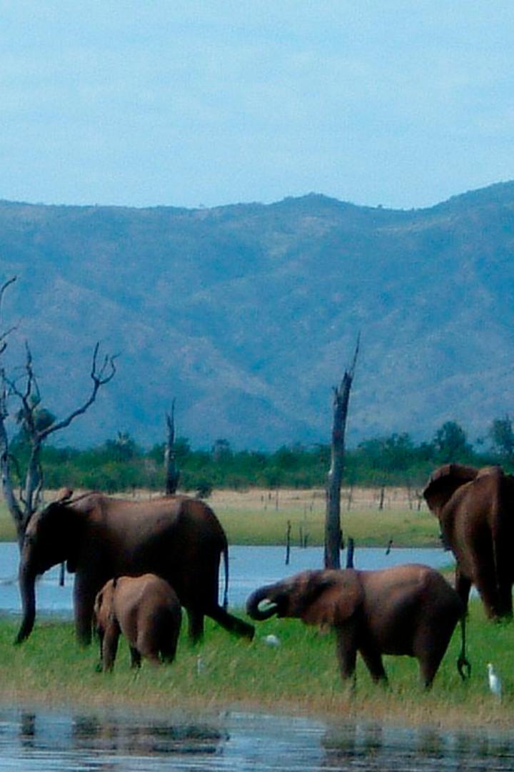 Дикая природа Замбези