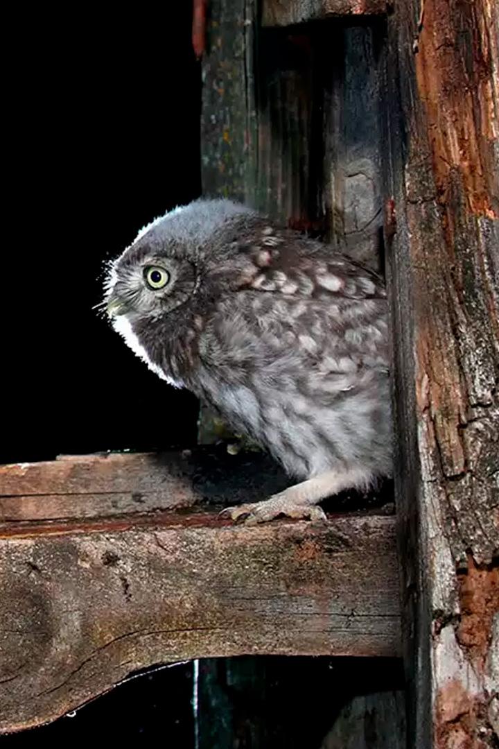 Незваные гости