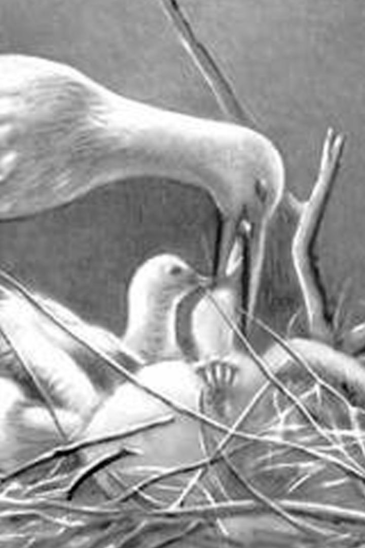 История одного кольца