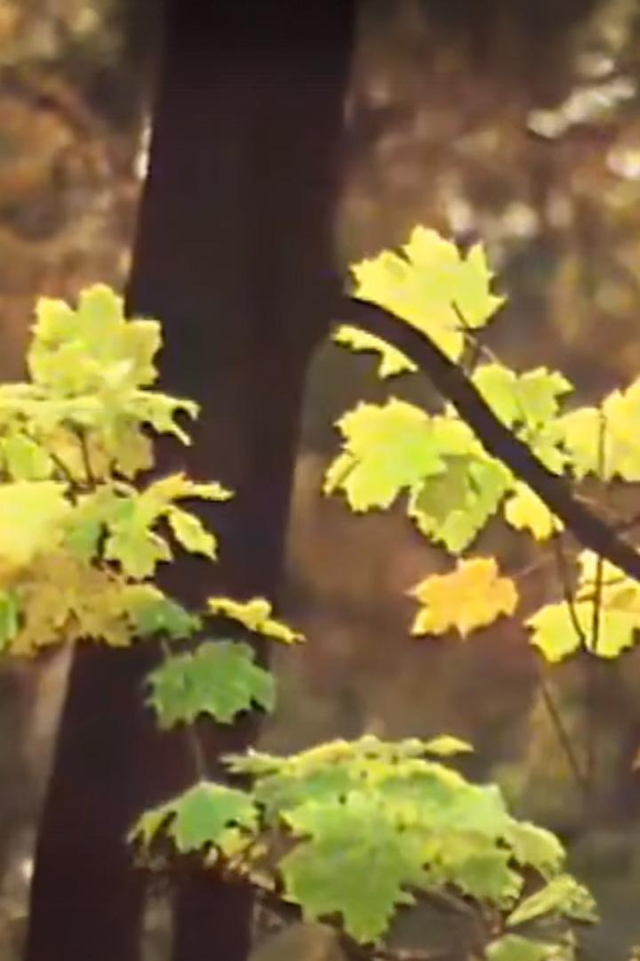 И придешь в золотую осень