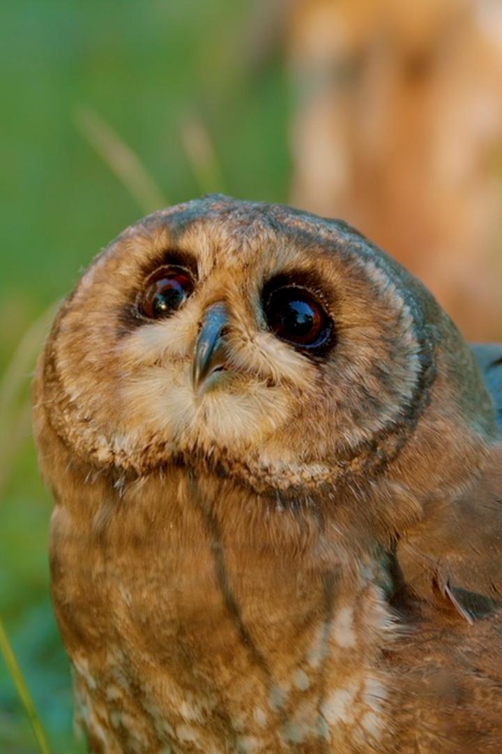 Совиный приют