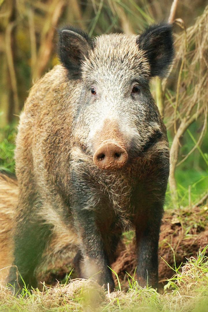 Кабан по соседству