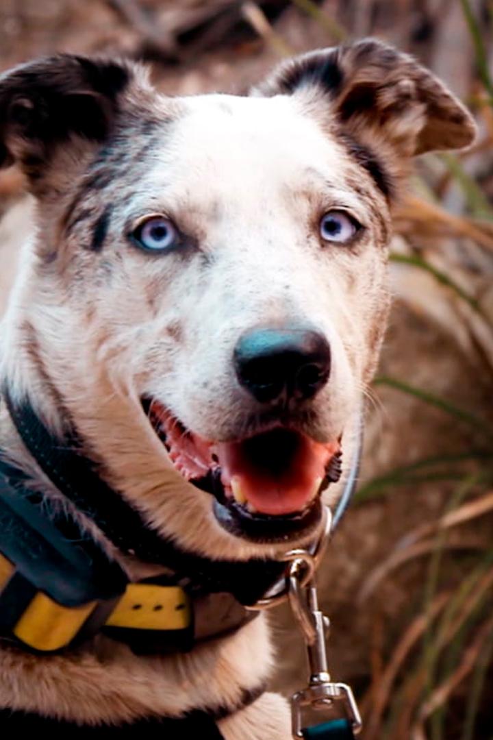 Спаситель коал