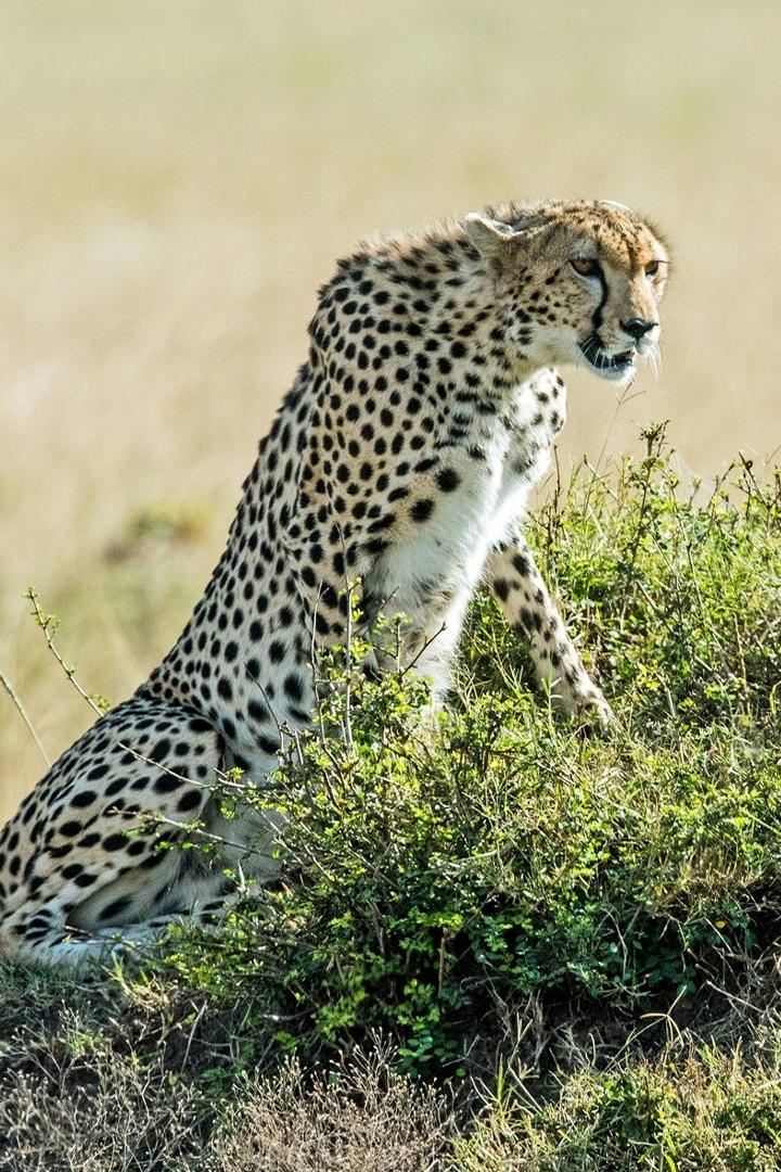 Гепард: охотник становится добычей