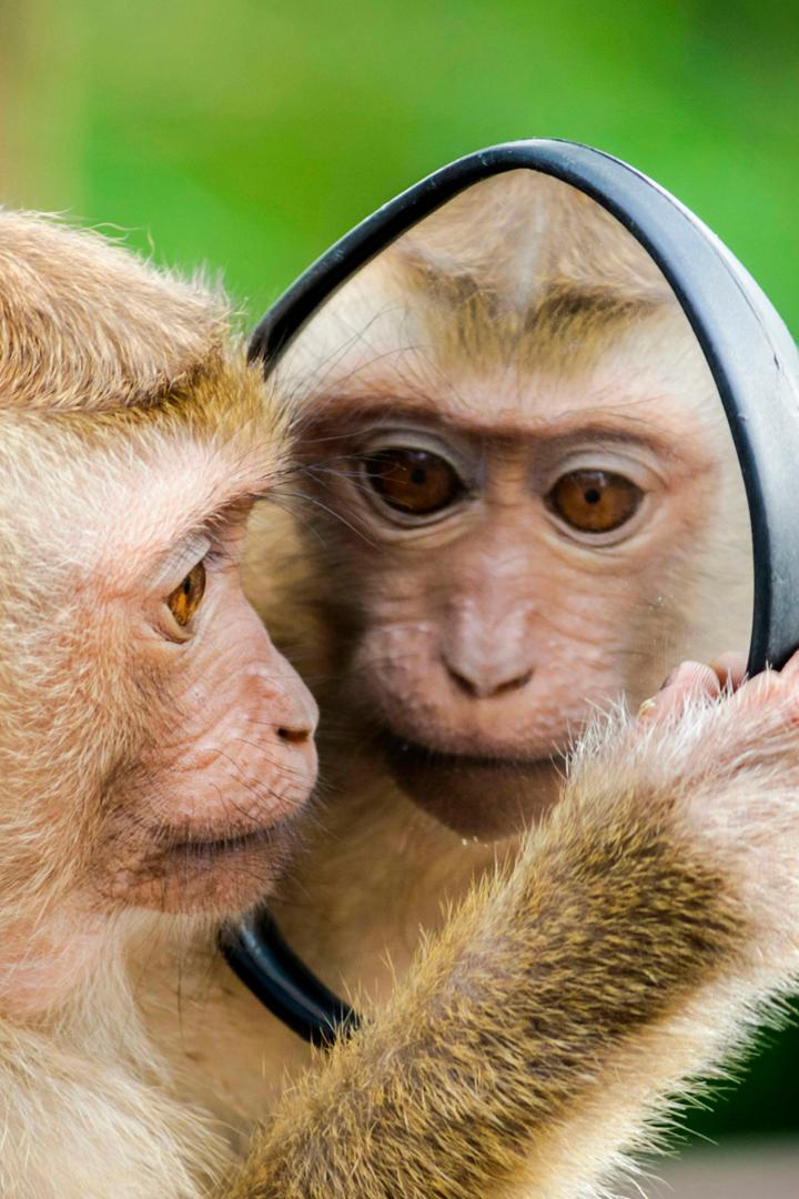 Обзьяны и не только