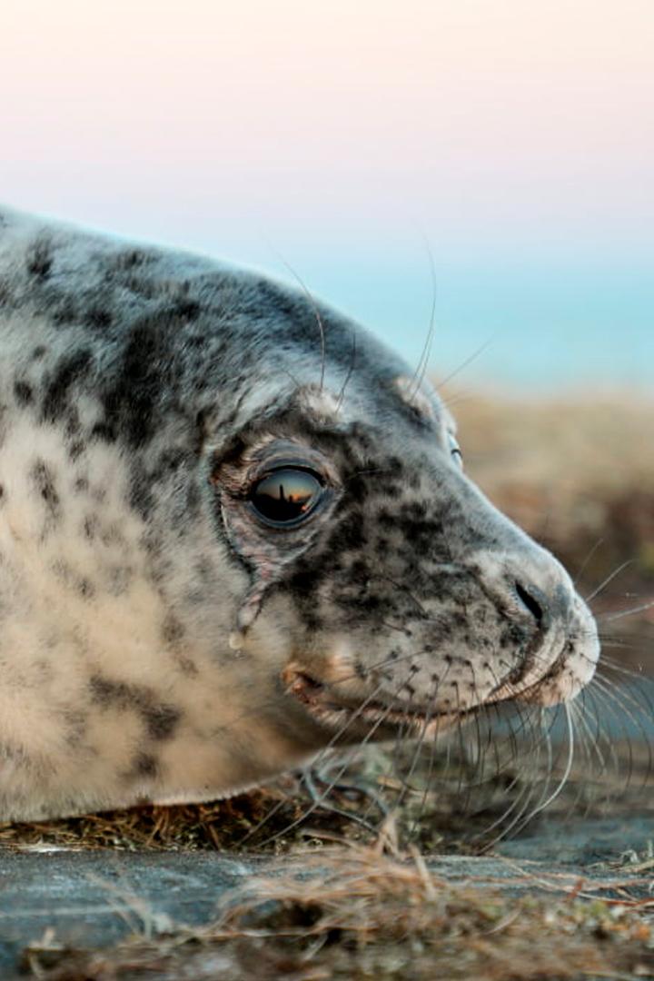 Тайна жизни тюленей