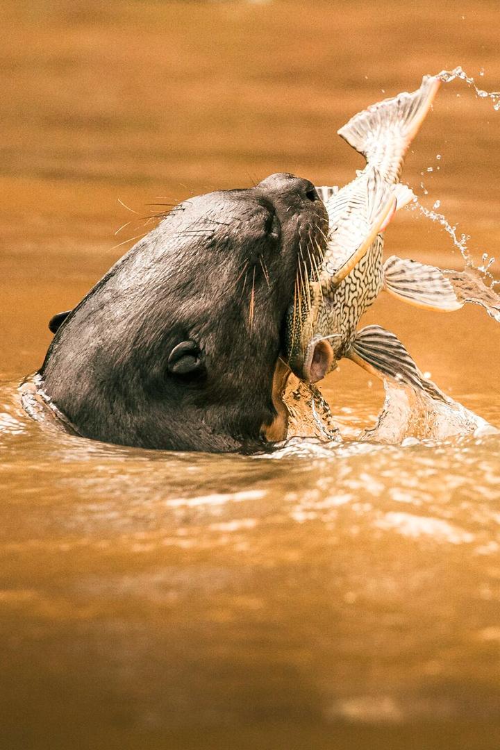 Пантанал под угрозой