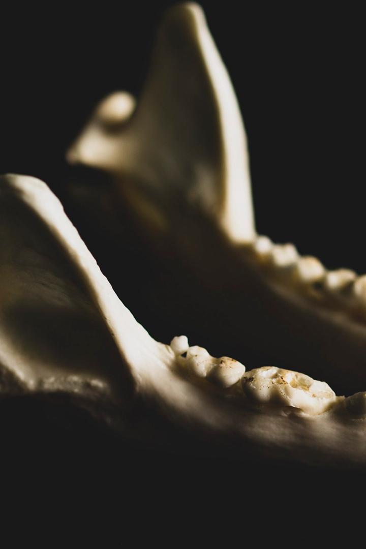 Тайны белой акулы