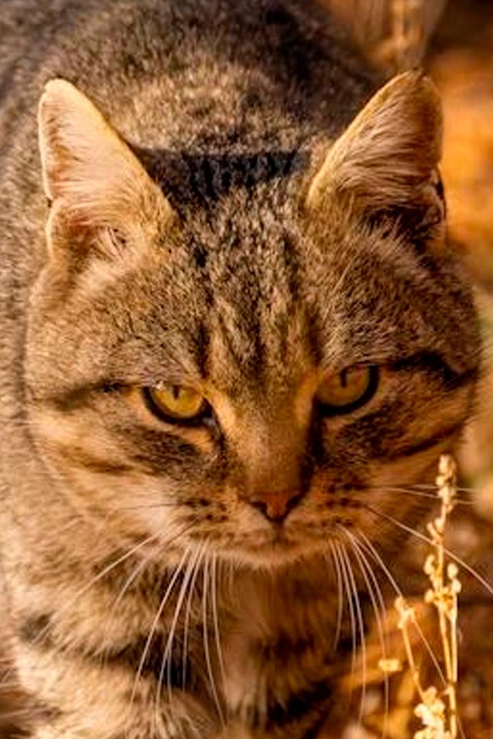 Средиземноморские охотники