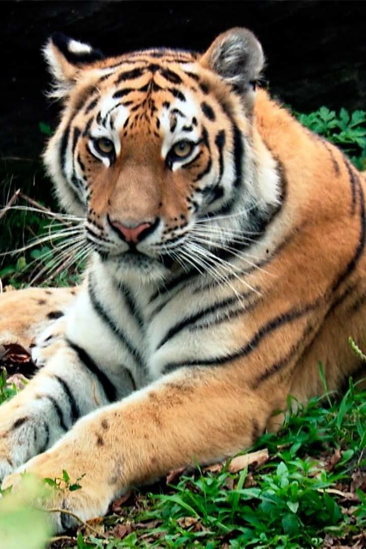 Хозяин Тайги