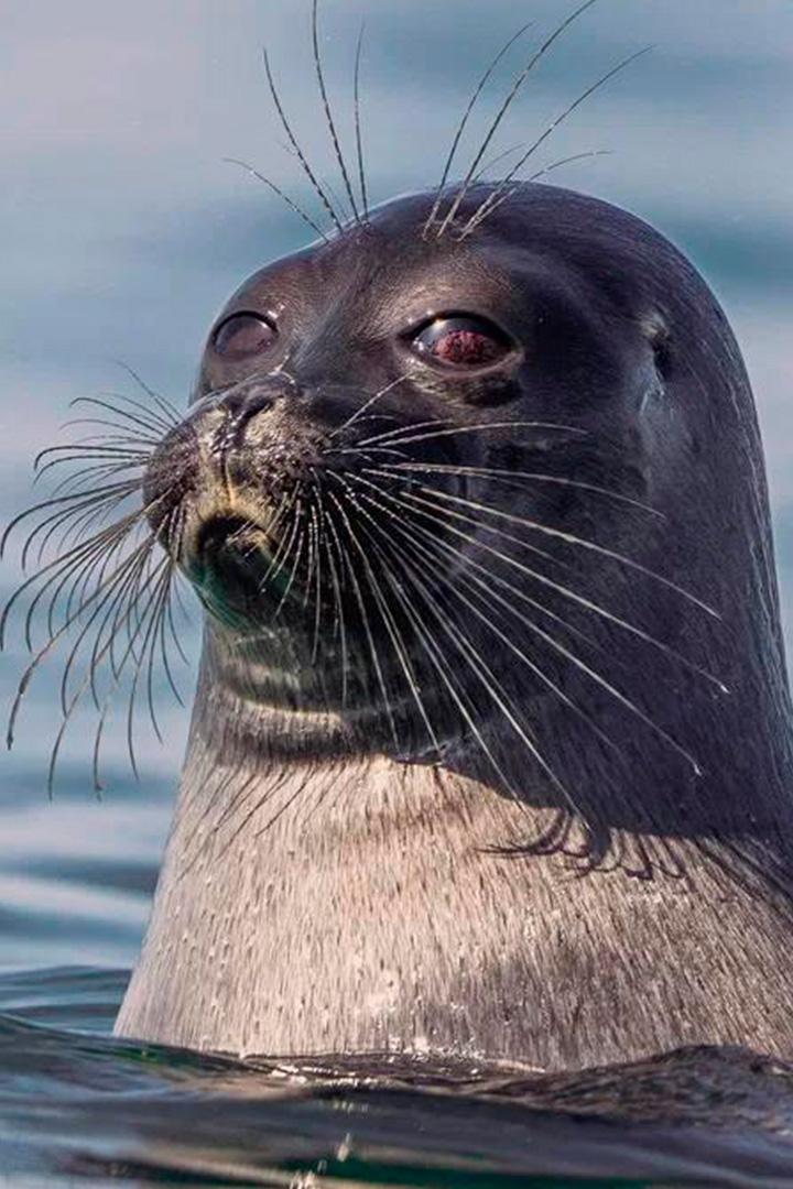 Нерпа и Человек