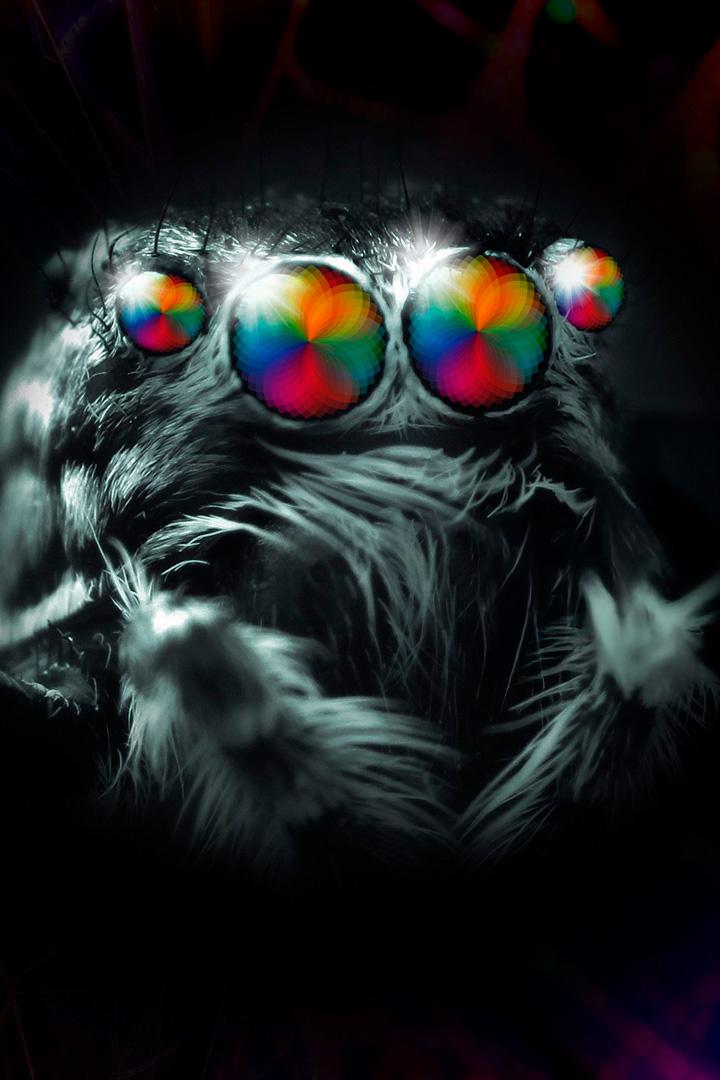 Паучье зрение: цветовосприятие